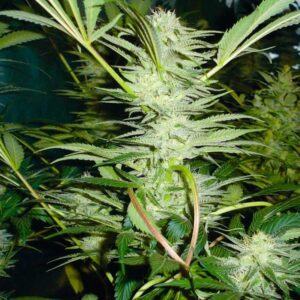 White widow