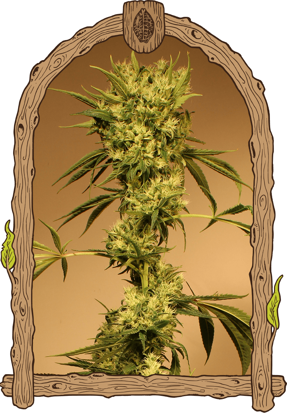 White jewel reg (5) exotic seed