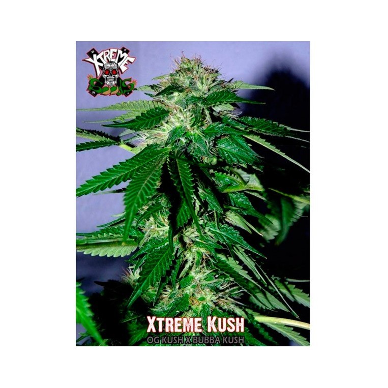 Xtreme kush (1) 100% xtreme seeds