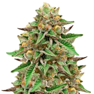 Auto Gelato Zkittlez