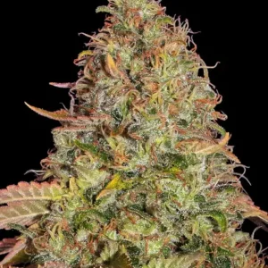 Zkittlez og auto barney's farm seeds