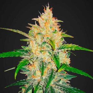 Zkittlez (3) auto fastbuds