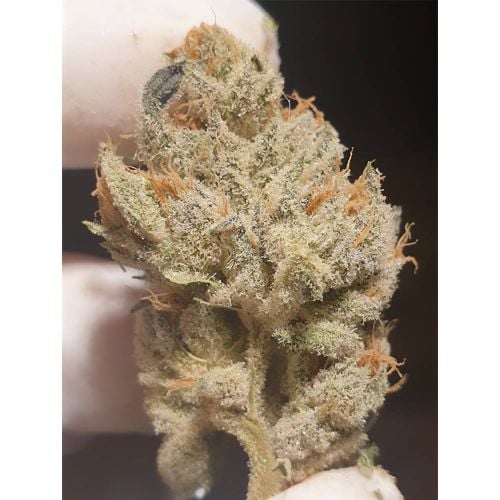 Supreme nectar (6) zmoothiez